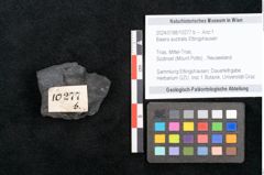 Foto (Objekt + Etikett) von Baiera australis Ettingshausen (NHMW-GEO-2024-0188-10277b)